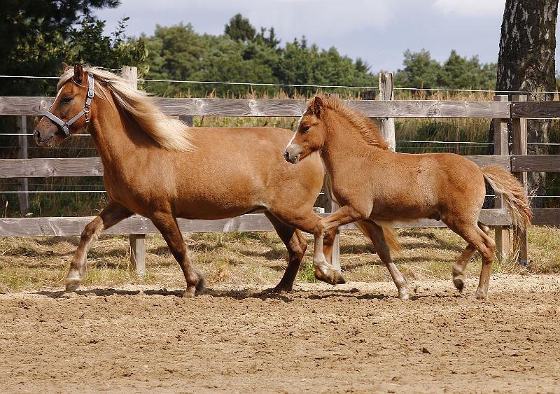 Gabriel von Heidmoor k.jpg